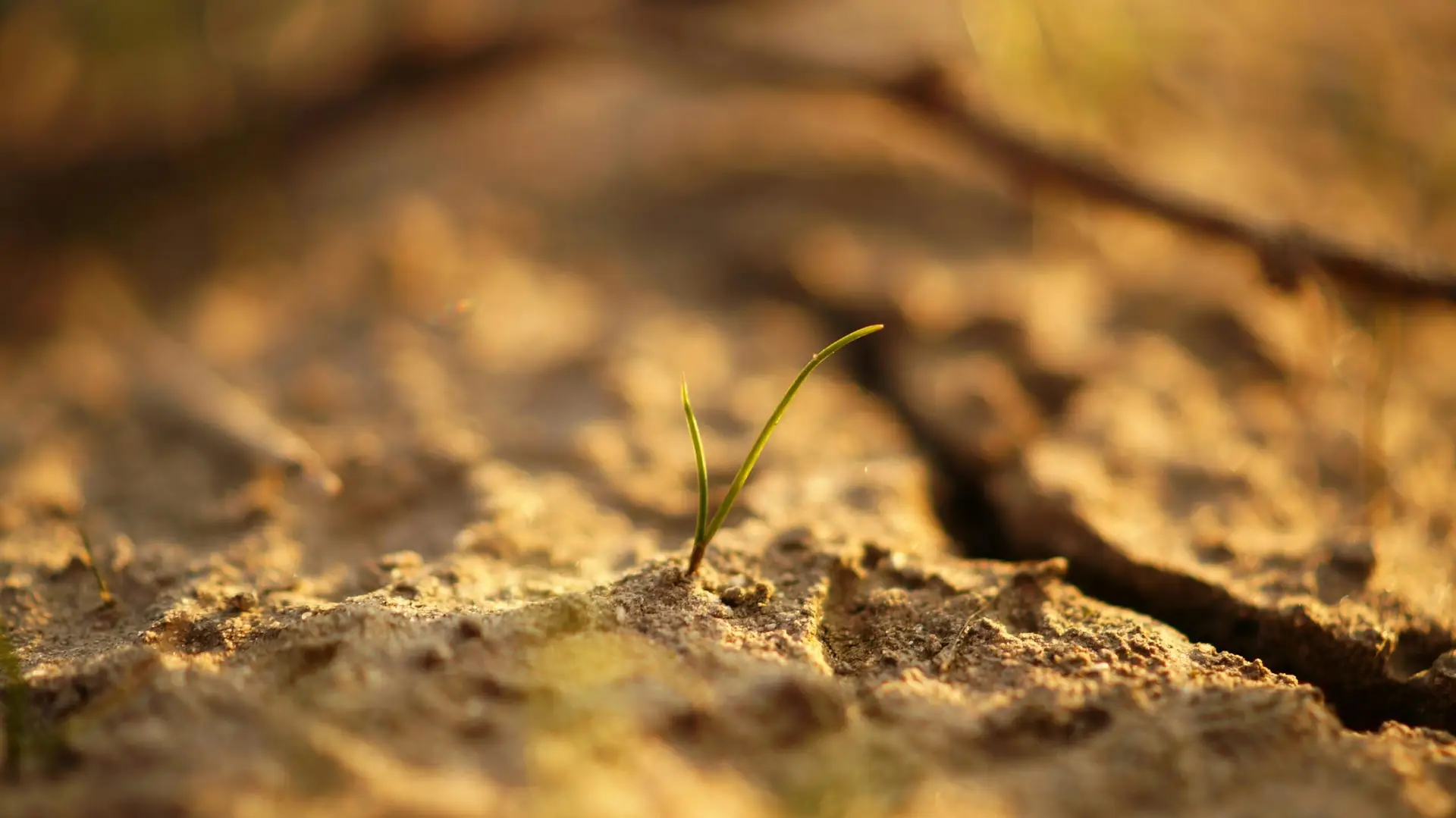 Jeune plante sur sol sec.