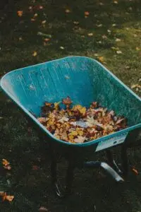 Une brouette pleine de feuilles mortes.