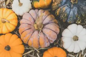 courges et citrouilles d'automne