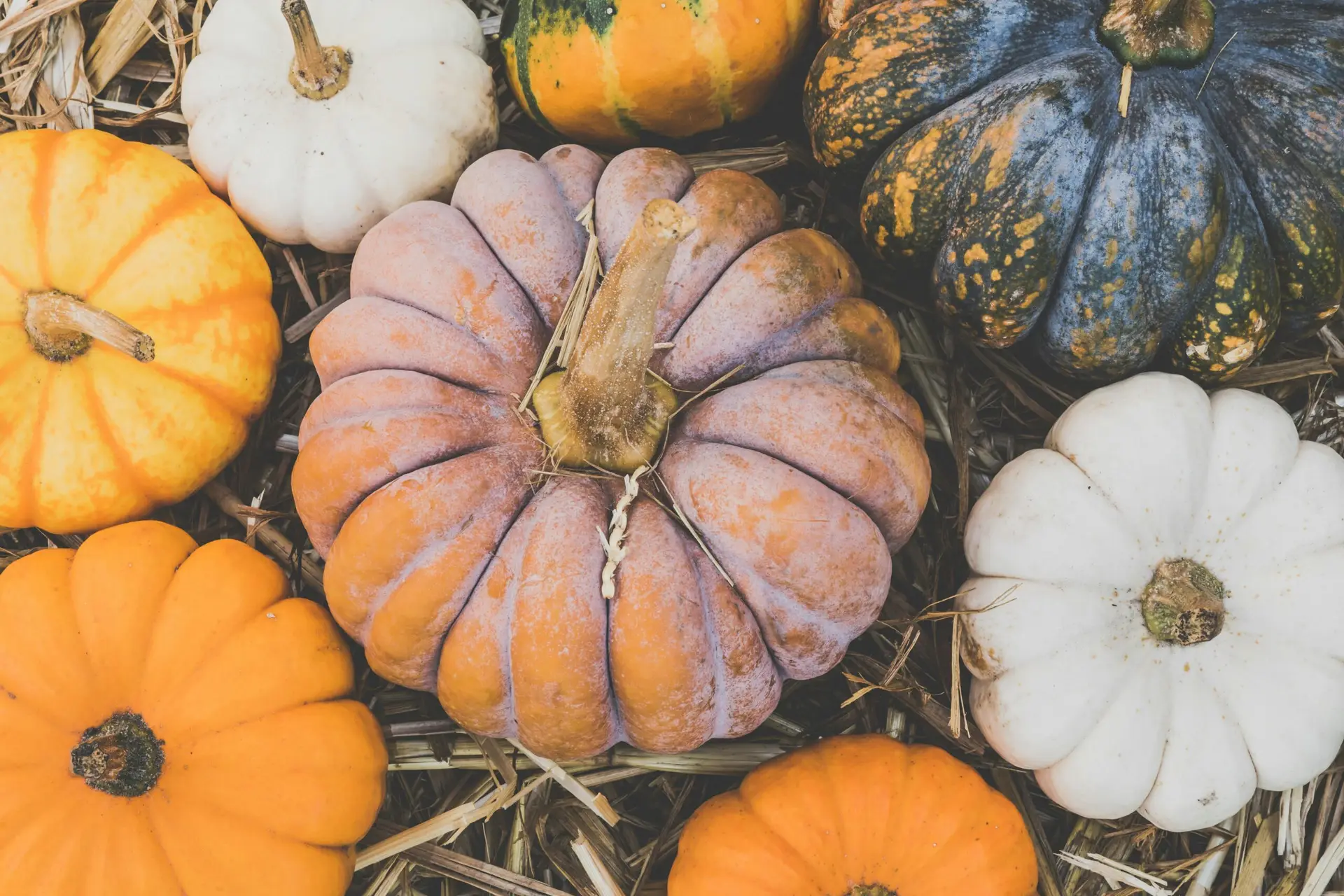 courges et citrouilles d'automne