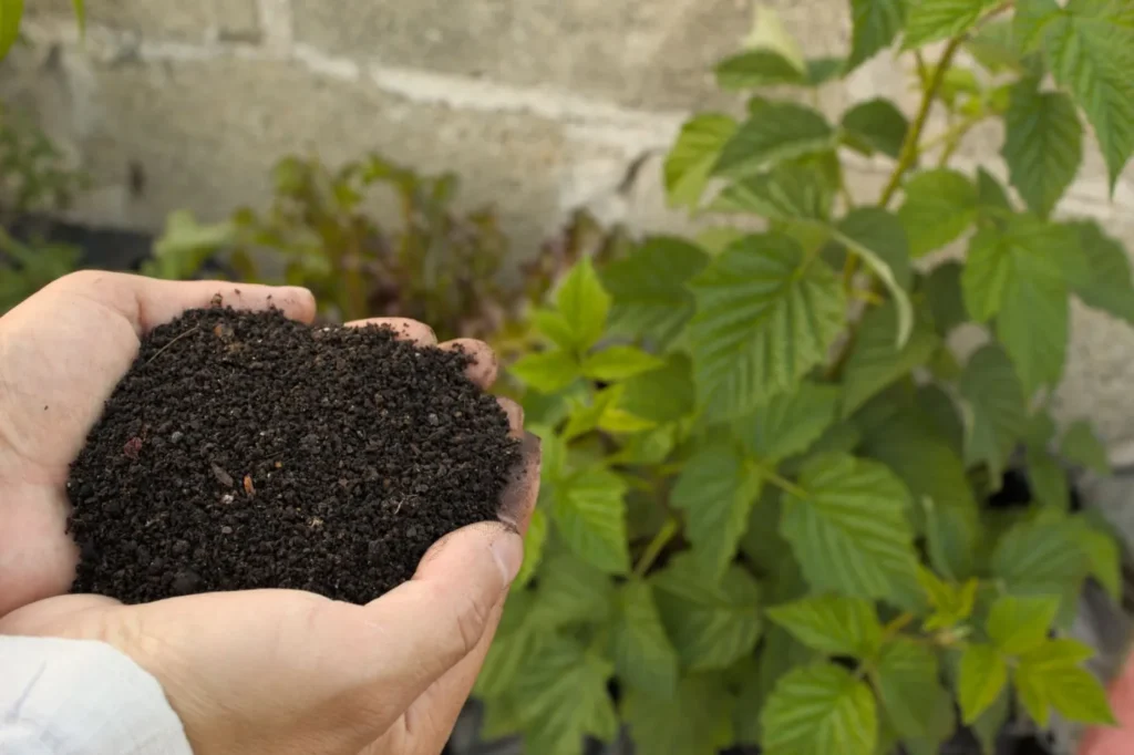 Deux mains qui tiennent une poignée de compost foncé et friable, devant une plante verte au jardin