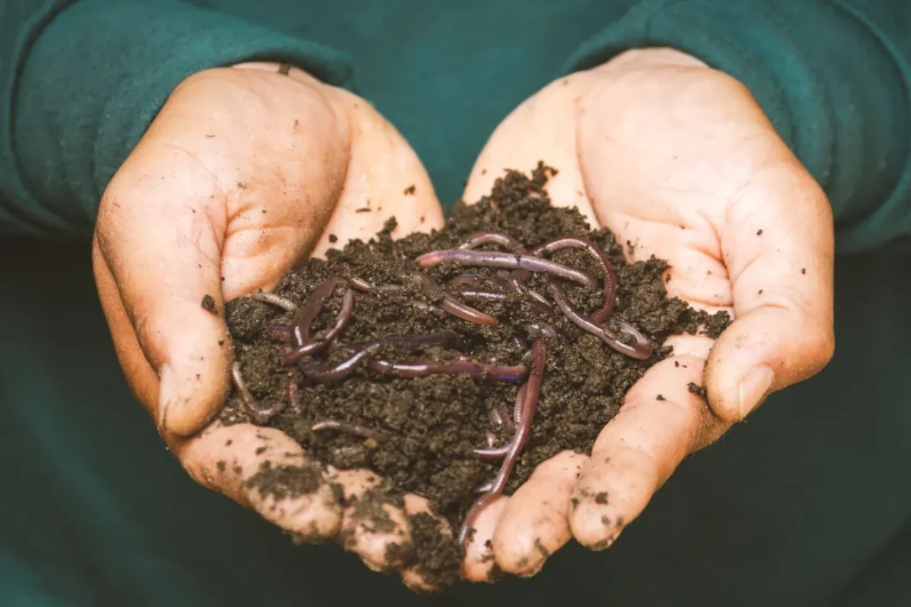 Deux mains qui tiennent un compost foncé où se tortillent des vers rouges