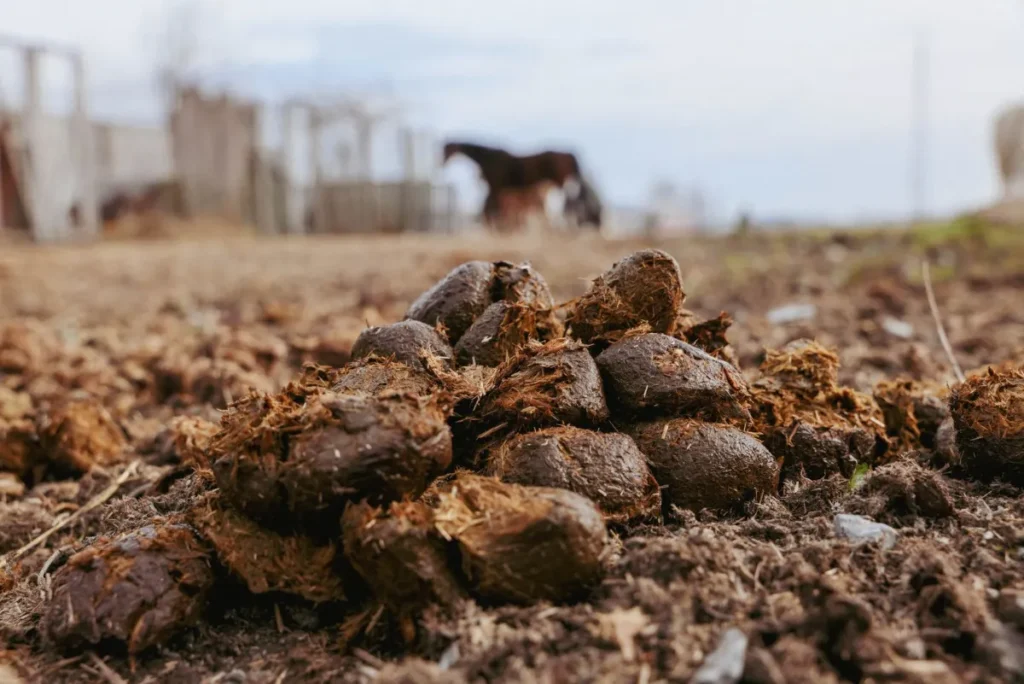 Gros plan sur du crottin de cheval sur un sol de ferme