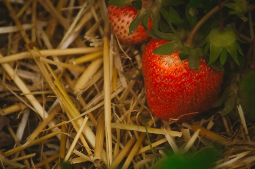 Fraises mûres posées sur un paillis de paille