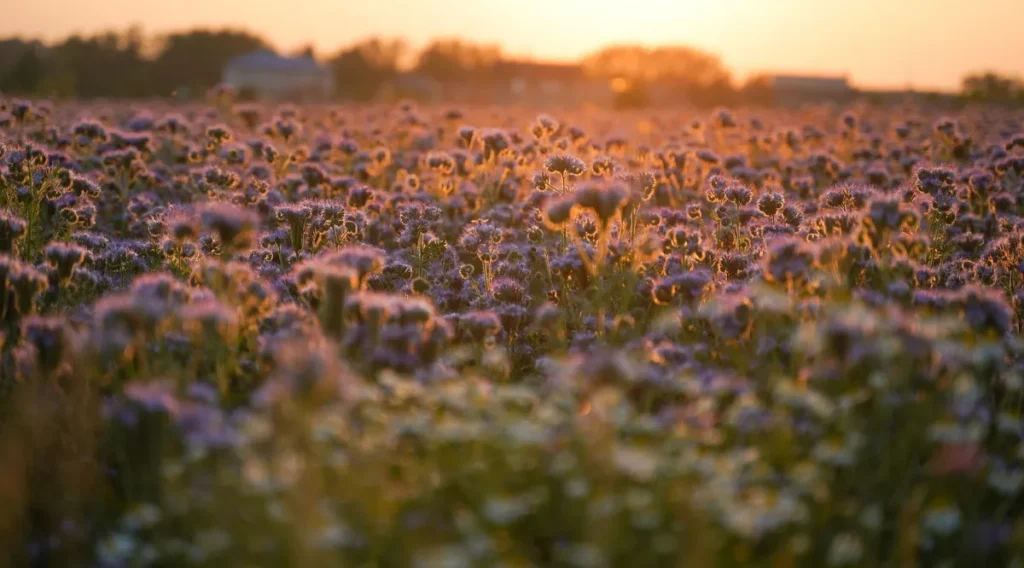 Champ de phacélie en fleurs violettes à la lumière du soir